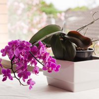 Kas jāzina par orhideju mēslošanu?