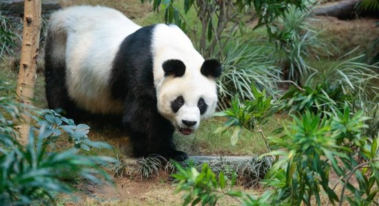 В Гонконге скончалась сама старая в мире панда