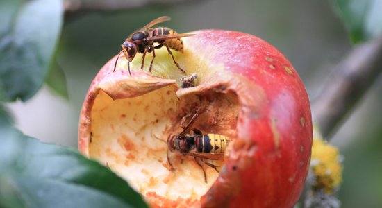 Lapseņu šovasar Latvijā ir vairāk – ko ar tām darīt?