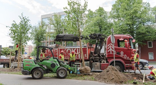 Foto: Rīgā naski stāda kokus – šogad plāno rekordskaitu