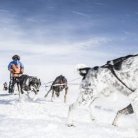 Aiz polārā loka ar suņu pajūgu? Latviešiem iespēja piedalīties unikālā polārajā ekspedīcijā