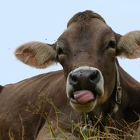 В Айзпутской волости корова упала в колодец