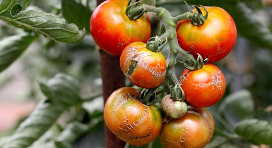 Rullējas lapas un parādījušies plankumi: izplatītākās vainas tomātiem