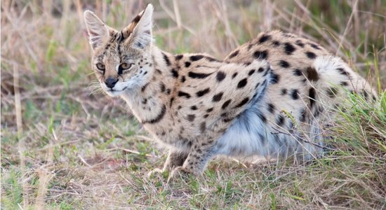 Servals – savvaļas kaķis, kurš lēcienā spēj notvert lidojošu putnu