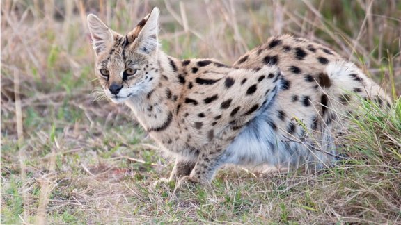 Servals