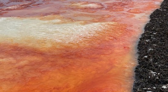 'Asinskrāsas' ūdens cēlonis Jūrmalas piekrastē – izskalotas sārtaļģes