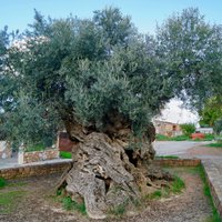 Senāks par Jēzu un Muhamedu – pasaulē vecākais olīvkoks plaukst un ražo Krētā