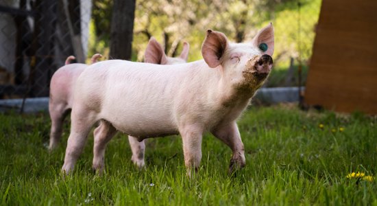 Выявлен первый в этом году случай африканской чумы свиней на ферме