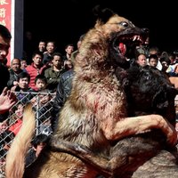 Foto: Piespiesti cīnīties līdz nāvei - Ķīnā popularitāti turpina gūt nežēlīgas suņu cīņas