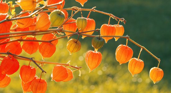 Oranžā rudens laterna dārzā – parastais fizālis