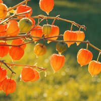 Oranžā rudens laterna dārzā – parastais fizālis