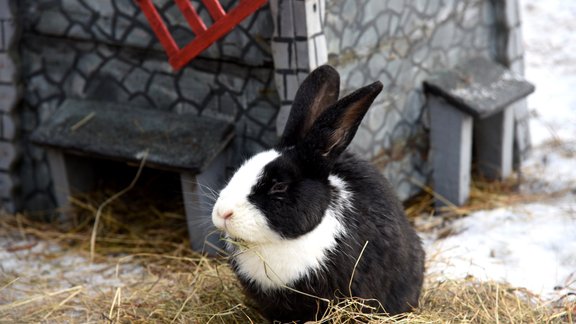 Trešdiena būs mākoņaina, gaidāmi arī nokrišņi 