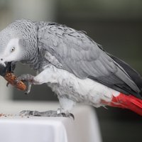 Ugunsgrēkā Rīgā cietuši trīs cilvēki; izglābti arī trīs suņi un papagailis