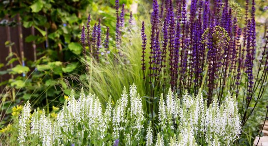 Universālā salvija – no grieztiem ziediem līdz aromātiskai tējai