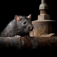 Крысы вывели из строя кабель государственной сети Эстонии