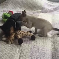 Mīlīgs video: Skops suns atņem kaķa vienīgo rotaļlietu