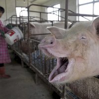"Накачанные" свиньи-мутанты шокировали пользователей соцсетей и зоозащитников