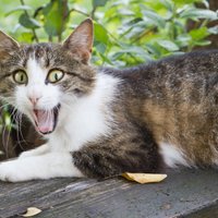 Kāpēc kaķiem mēdz būt pārsteiguma izteiksme – atvērta mute