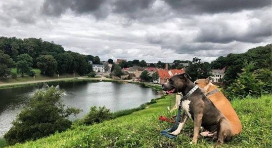 Talsi – suņiem draudzīgākais novads Latvijā. Iespējas aizraujošai laika pavadīšanai