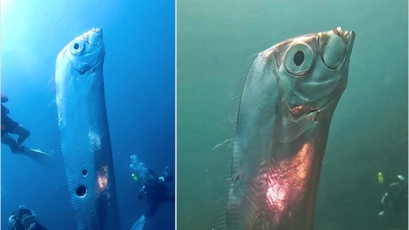 Oarfish, Airzivs, Siļķu Karalis - 3