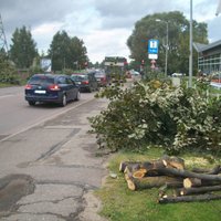 На Дарзциема спилили голубые ели и другие деревья