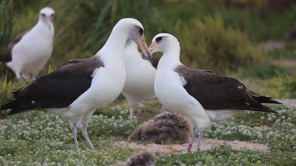 Albatrosu mātīte Vizdoma