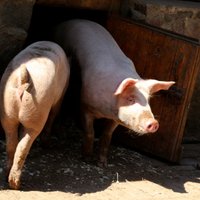 У 144 свиней в крестьянском хозяйстве под Резекне обнаружили АЧС