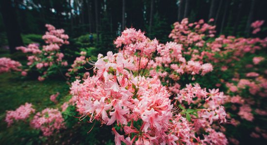 Rododendru kupenas un ne tikai – fotopastaiga pa ziedošo Kalsnavas arborētumu