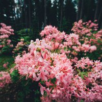 Rododendru kupenas un ne tikai – fotopastaiga pa ziedošo Kalsnavas arborētumu