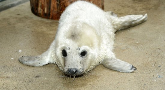 Zoodārzā nogādāti divi novājināti ronēni no Saulkrastu apkaimes