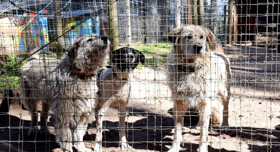 Приют для животных Ulubele предлагают лишить статуса благотворительной организации