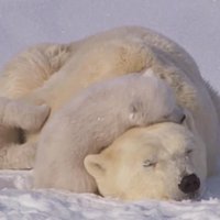 Video: Kā mīļojas polārlāču ģimenīte
