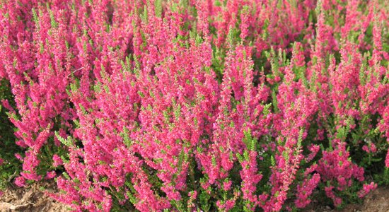 ФОТО. Осень богата на краски — в Национальном ботаническом саду в Саласпилсе цветет вереск