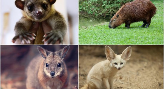 Četri eksotiski dzīvnieki, kurus mēdz turēt kā mājdzīvniekus