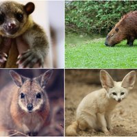 Četri eksotiski dzīvnieki, kurus mēdz turēt kā mājdzīvniekus