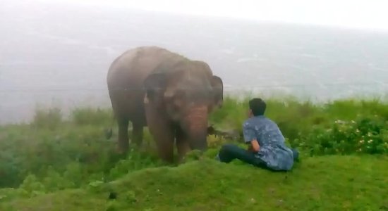 Video: Šrilankā zilonis gandrīz sabradā vīrieti 'kunga prātā'