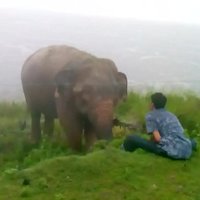 Video: Šrilankā zilonis gandrīz sabradā vīrieti 'kunga prātā'