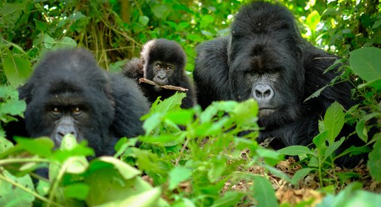 Tikai trīs valstīs: kurp doties sastapt kalnu gorillas, kas ir pieradušas pie cilvēkiem