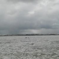 Video: Ventspils pludmalē starp ledus gabaliem aušojas roņi