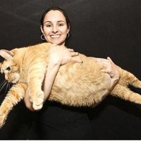 Treknākais kaķis pasaulē sver 15 kilogramus