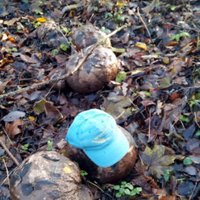 ФОТО: В лесу под Ригой обнаружен гигантский головач