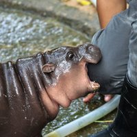 Pundurnīlzirga mazulis Taizemē nozog dzīvniekmīļu sirdis visā pasaulē