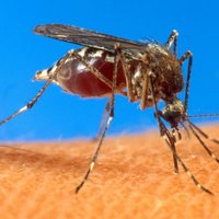 СМИ: После укуса комара пенис кенийца распух до 90 сантиметров