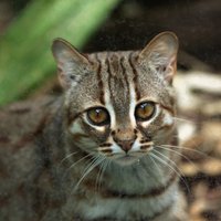 Retais rūsganais kaķis – viens no mazākajiem savas dzimtas pārstāvjiem pasaulē