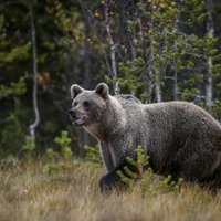 ВИДЕО: В Эстонии медведь перебегает дорогу прямо под носом у полицейских