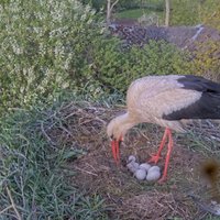 Tiešraides balto stārķu ligzdā izšķiļas pirmie mazuļi