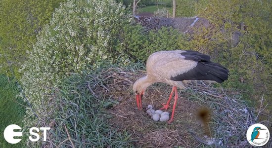 Tiešraides balto stārķu ligzdā izšķiļas pirmie mazuļi