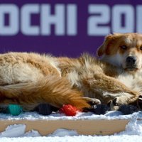 МОК: в Сочи убивали только больных бродячих собак