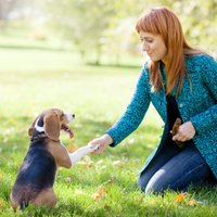Suns un labas manieres jeb Kā izaudzināt paklausīgu suni