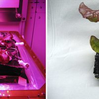 Kosmosā audzētus salātus var droši ēst, secinājuši zinātnieki